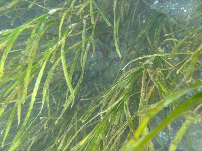 浜名湖内に群生し始めた「アマモ」