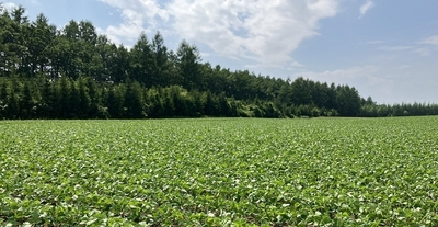 北海道産特別栽培小豆