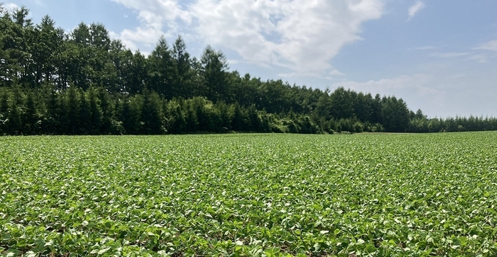 北海道産特別栽培小豆