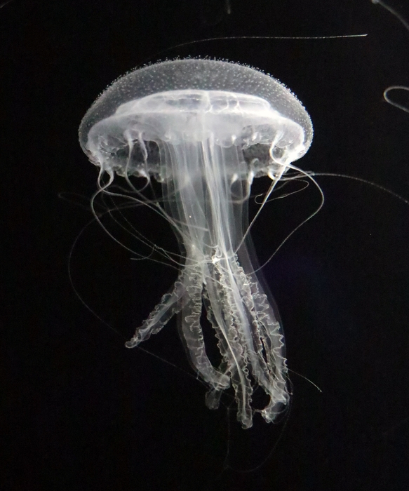 アマガサクラゲ ※画像はイメージです。