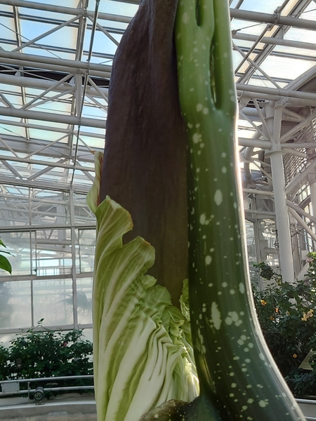 花序付属体を包む仏炎苞（ぶつえんほう）(12月8日撮影）