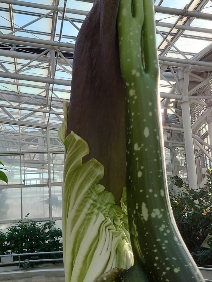 花序付属体を包む仏炎苞（ぶつえんほう）(12月8日撮影）