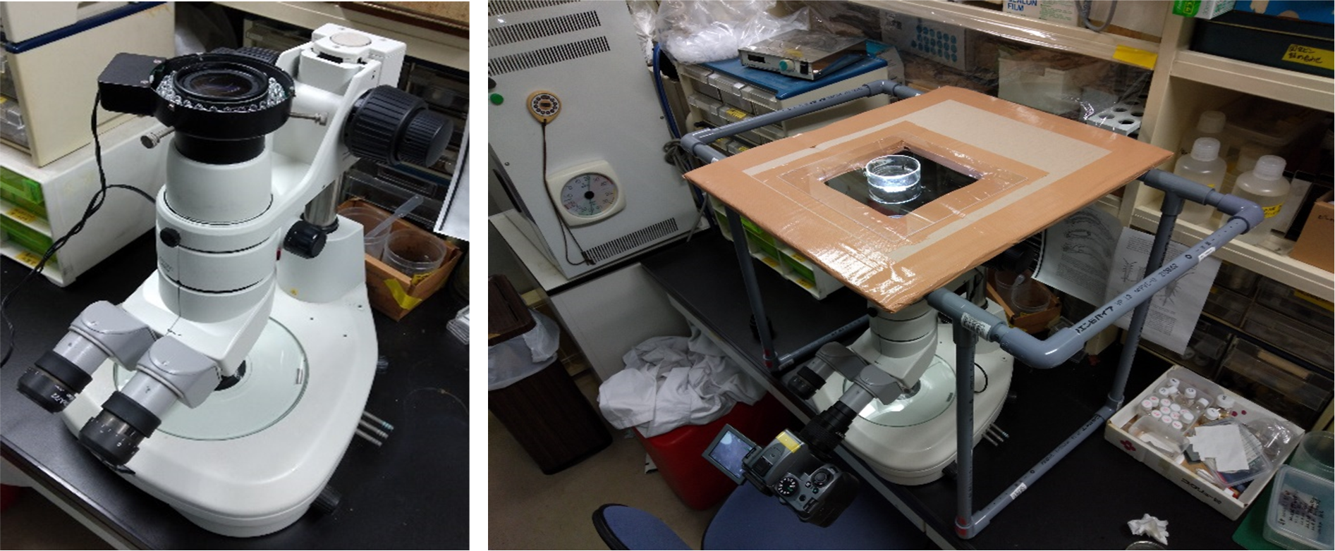 図4 倒立実体顕微鏡システム。 顕微鏡の鏡体を上下反転させ(左)、塩ビ管、段ボール、アクリル板で作製したステージに置いたコジマイシノミの配偶行動を腹面から観察(右)。