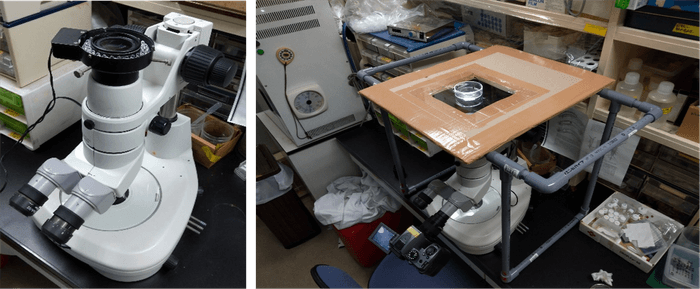 図4 倒立実体顕微鏡システム。 顕微鏡の鏡体を上下反転させ(左)、塩ビ管、段ボール、アクリル板で作製したステージに置いたコジマイシノミの配偶行動を腹面から観察(右)。