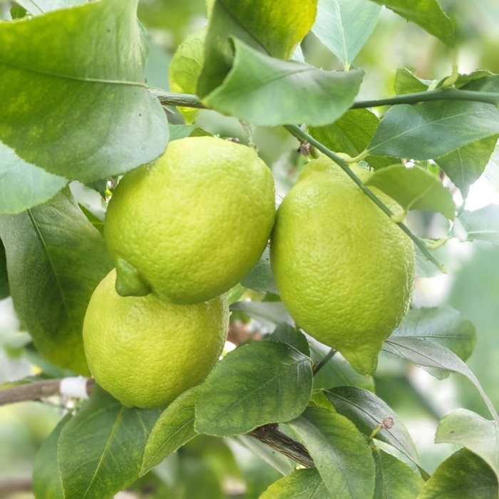 璃の香レモン 各500円 （税込）