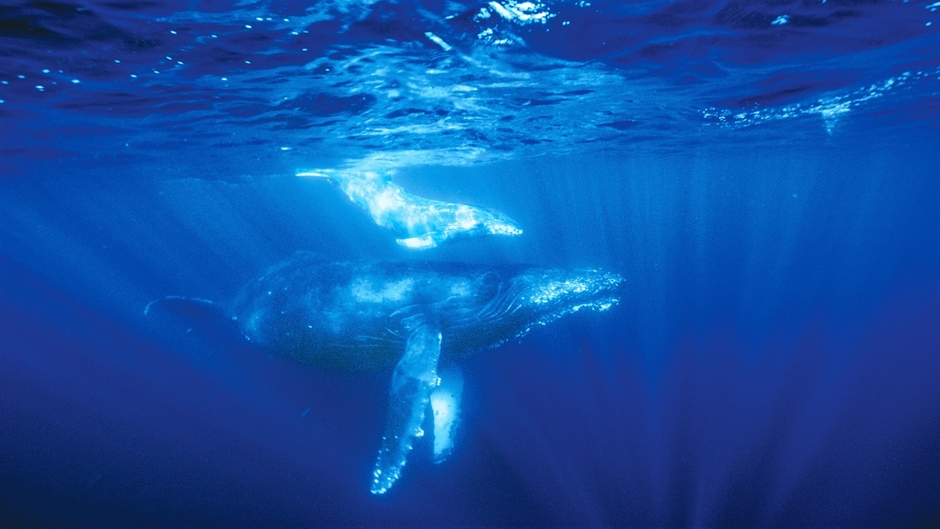 場面写真(メイン・クジラ)