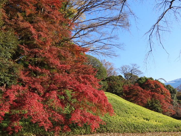 紅葉と小廬山（11月29日撮影）