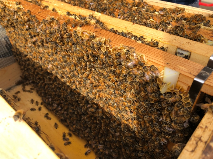 1枚の板に3000匹のミツバチ