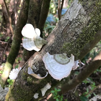 多様性