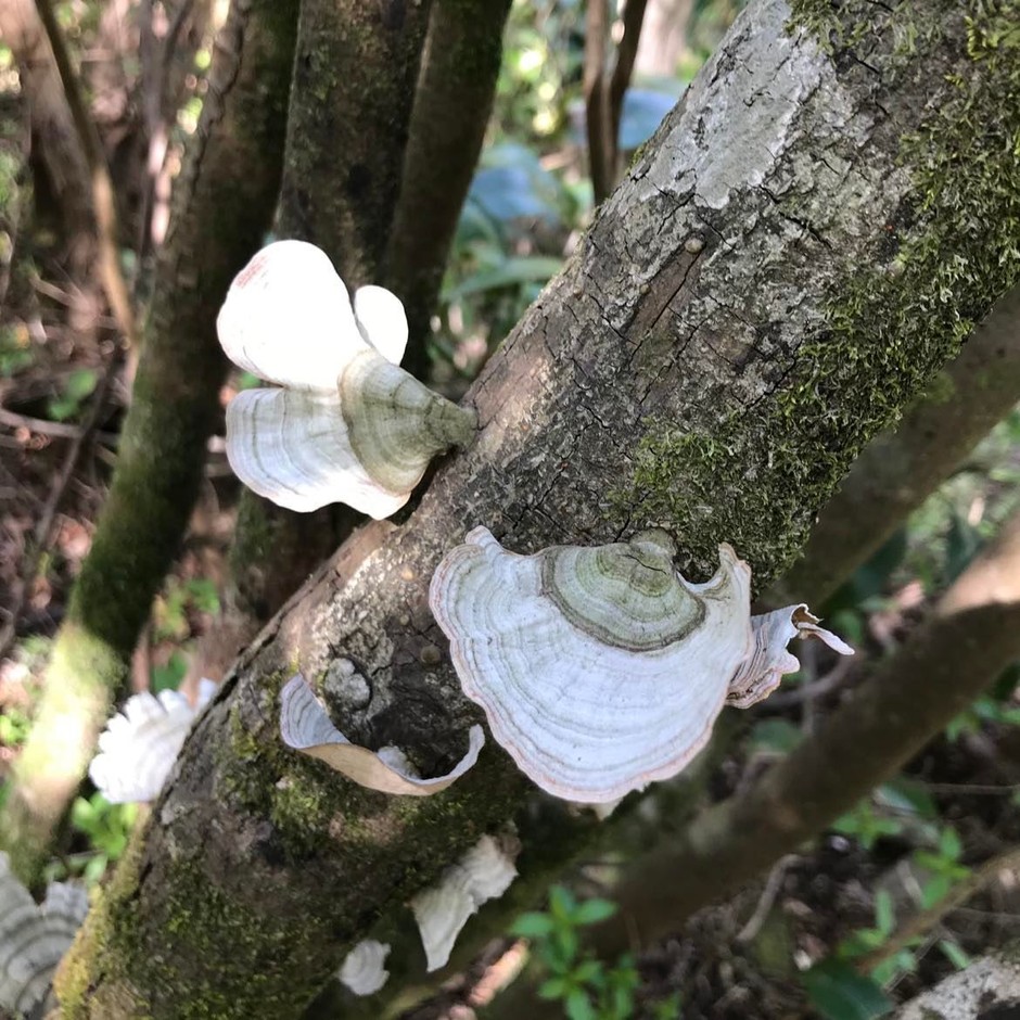 多様性