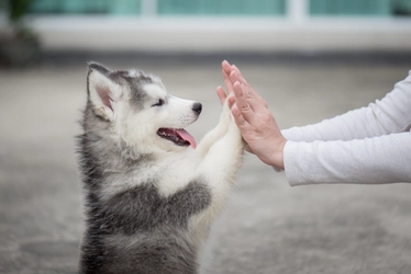 子犬の日常的なお手入れ方法や頻度について解説！