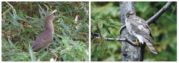 絶滅危惧種　ミゾゴイ／ハイタカ