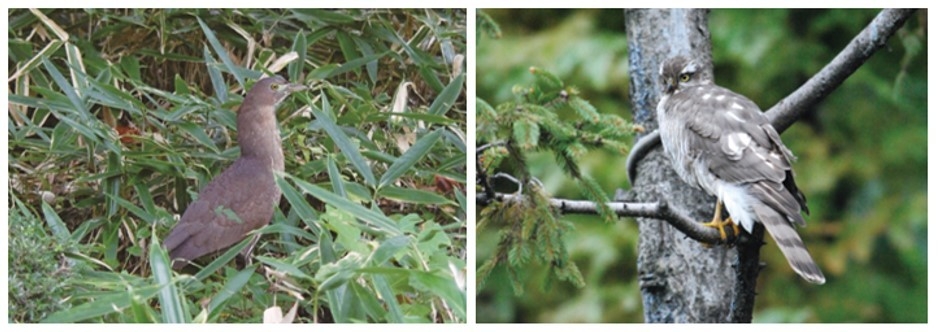 絶滅危惧種　ミゾゴイ／ハイタカ