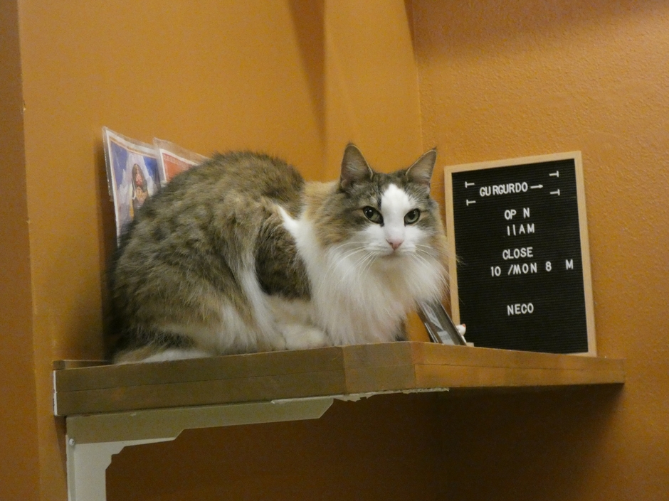 ボス猫シヴァ