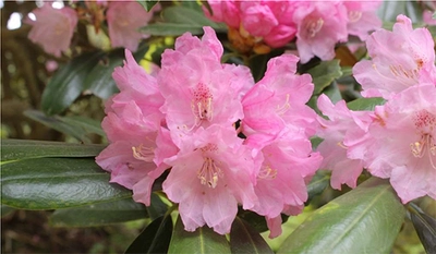 六甲高山植物園 ベストシーズン到来！ 花木の王様 ツクシシャクナゲが見頃です