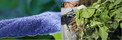 源助かぶ菜　収穫