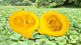中山かぼちゃ(約2.5kg/1玉入り)JAなす南産