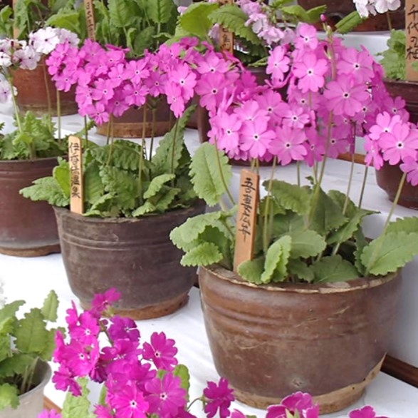 桜草鉢(孫半斗鉢)に植えた桜草