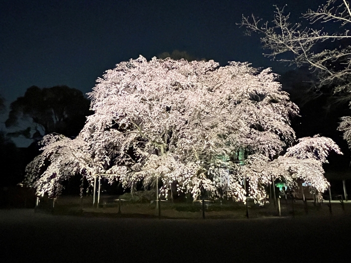 「春夜の六義園 夜間特別観賞」しだれ桜のライトアップ(昨年の様子)