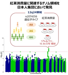 紅茶の消費量に関連する遺伝子領域を 日本人集団において発見