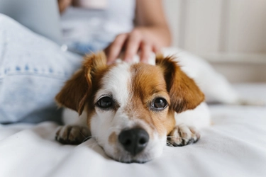 犬のお手入れって何すればいいの？