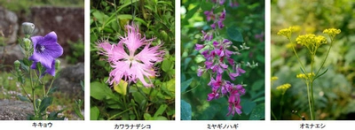 【六甲高山植物園】8月7日（土）は「立秋」 オミナエシ、ハギ、ナデシコなど 秋の七草が開花！