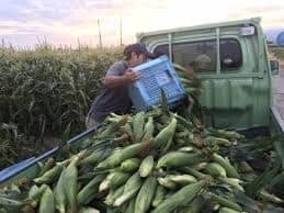 とうきびトラック市 ※写真はイメージです