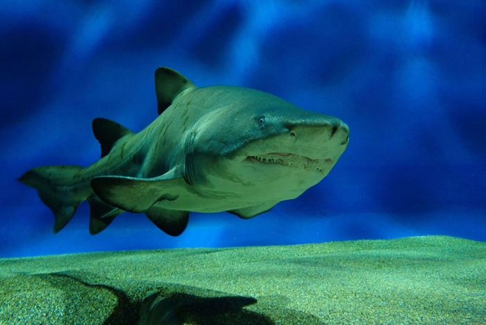2歳を迎えるシロワニ(個体番号:No.9)