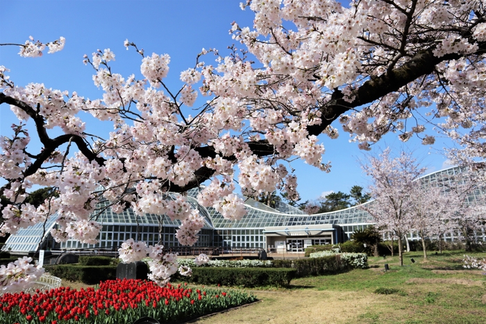 観覧温室と桜