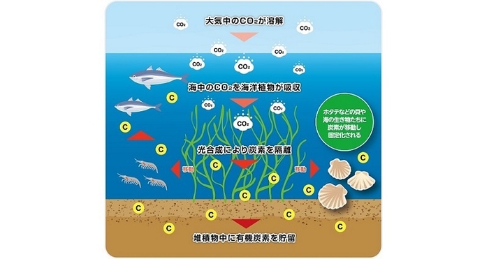 ブルーカーボンのイメージ図