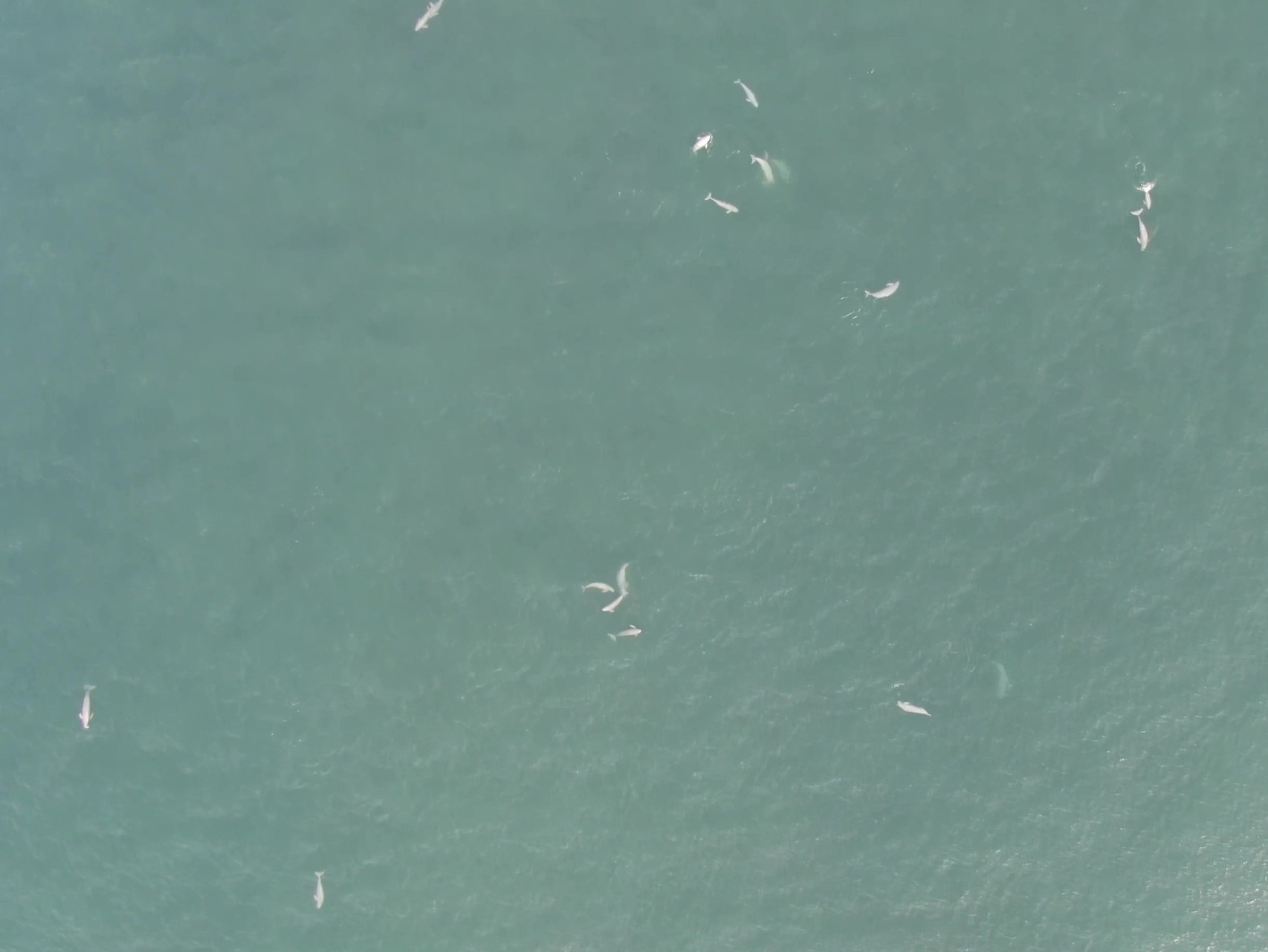 【千葉科学大学・神栖市】海生哺乳類研究の貴重な発見：利根川河口域で恒常的なスナメリの集合を発見！