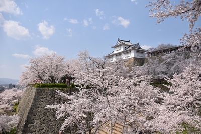 桜が満開時の津山城 津山市(Copyright (C) Tsuyama city)
