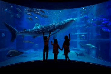 海遊館スペシャルツアー福袋イメージ