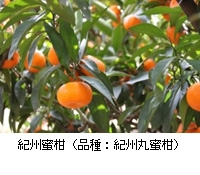 紀州蜜柑(品種:紀州丸蜜柑)