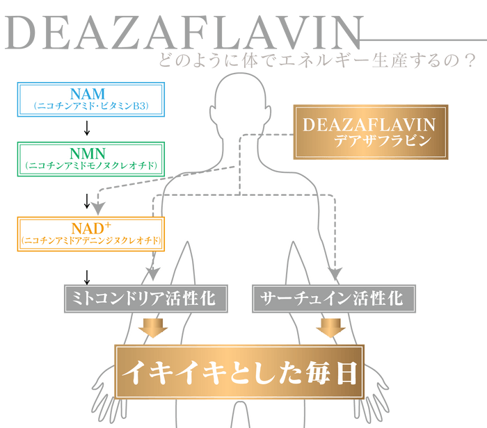 イキイキとした毎日(1)