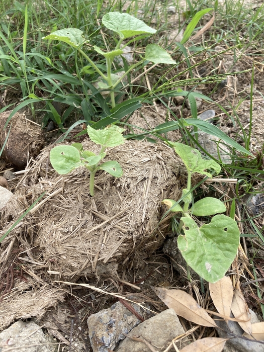 昨年、摘果メロンを食べたアジアゾウの糞からメロンが発芽しました!育ったメロンはアジアゾウが食べて循環しています。