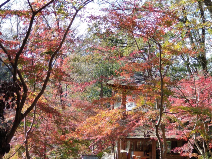 森林療法散策路(紅葉)