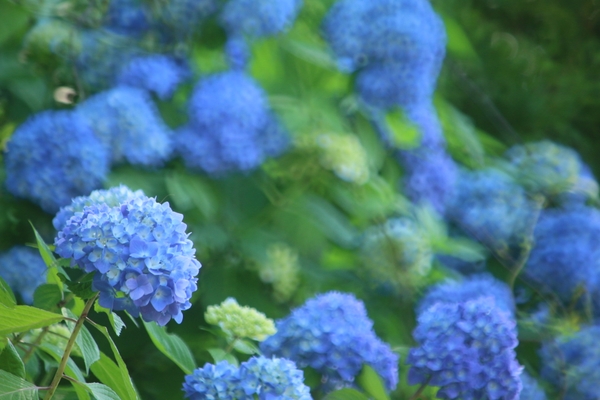 園内を彩るアジサイの花（昨年の様子）
