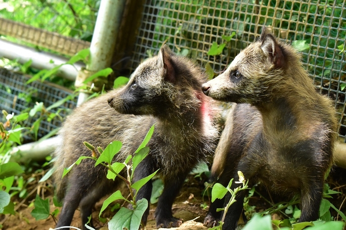 野生復帰リハビリ中のタヌキの幼獣