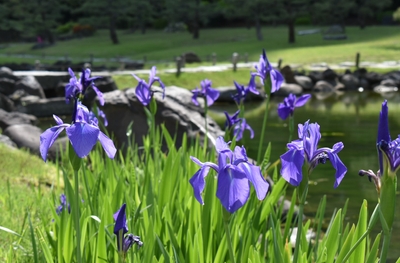 旧芝離宮恩賜庭園