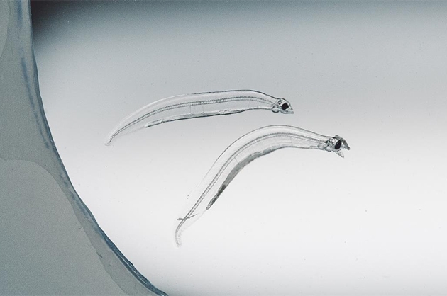 ニホンウナギ稚魚(40日齢)