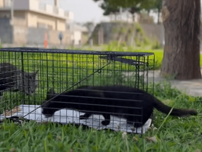 沖縄での捕獲事例