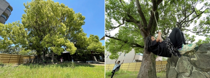 樹齢80年以上のクスノキ(左)ロープで遊ぶR様、E様姉妹(右)