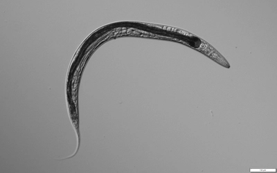 極限環境の湖から胎生の繁殖形態を持つ新属新種の線虫を発見