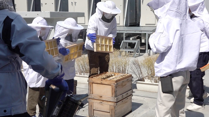 病院屋上の養蜂場で巣枠を設置