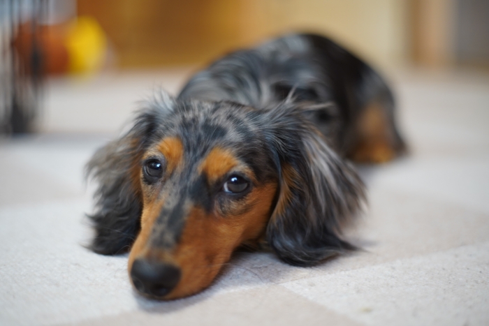 老犬お預かりサービス