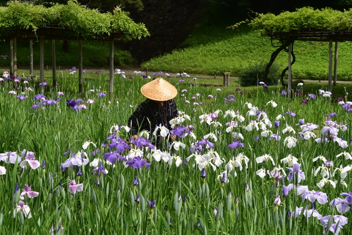 花菖蒲田の様子