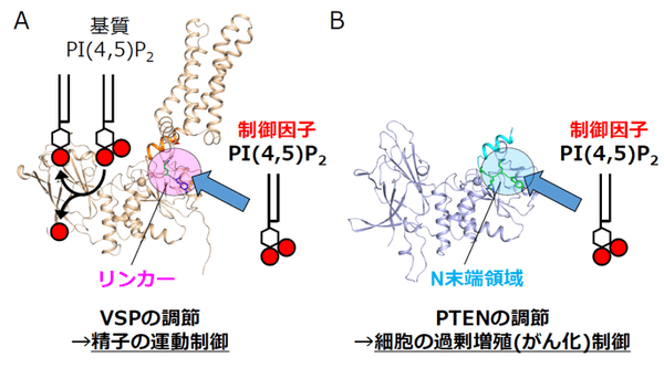 図2　PI(4,5)P2によるVSPとPTENの制御メカニズム