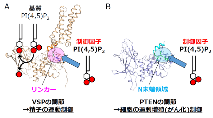 図2 PI(4,5)P2によるVSPとPTENの制御メカニズム