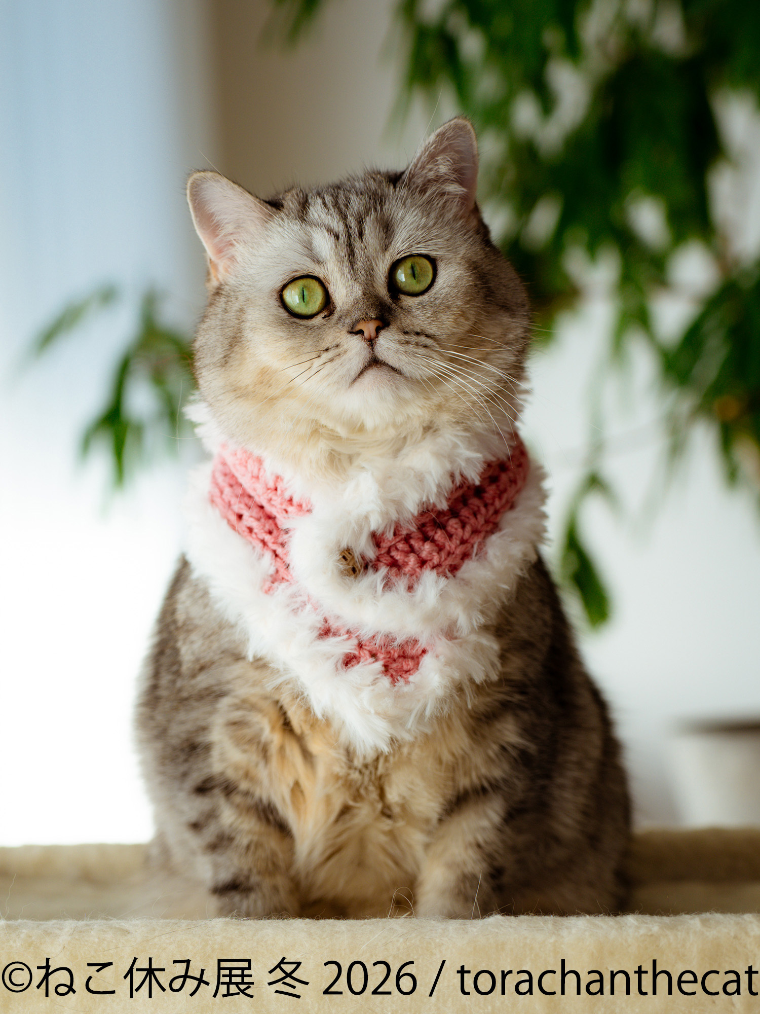 展示作品:torachanthecat